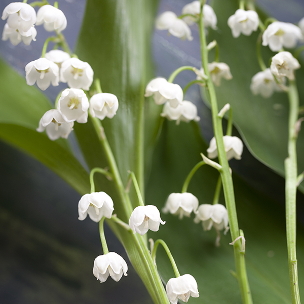 perfums-muguet