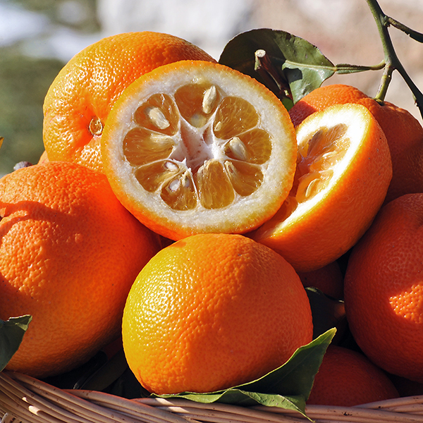 perfums-bitter-orange perfums-bitter-orange