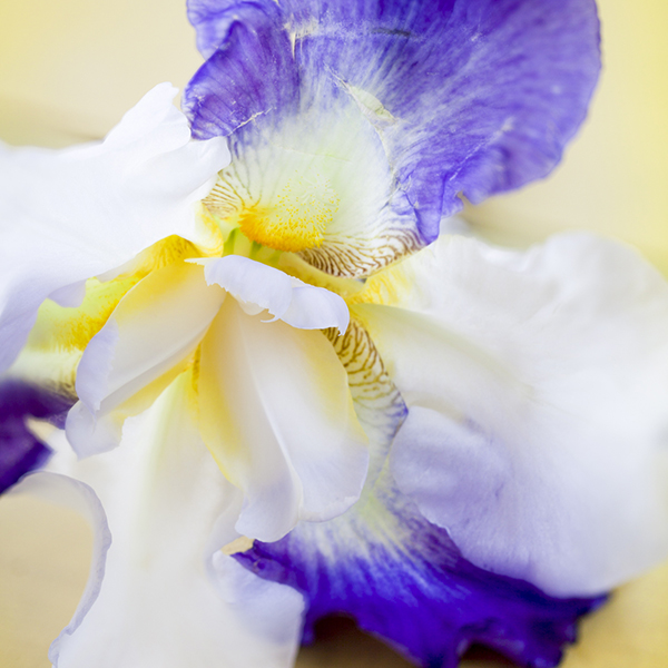 perfums-iris