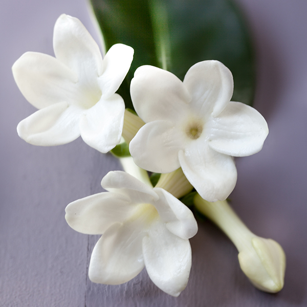 perfums-jasmin perfums-jasmin