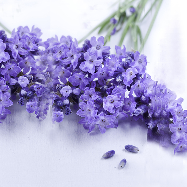 perfums-lavender