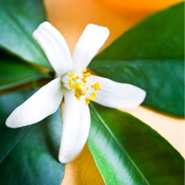perfums-orange-blossom perfums-orange-blossom