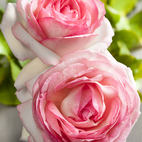 perfums-rose perfums-rose