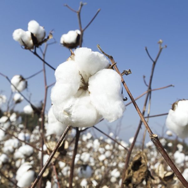 Cotton Flower Perfums Cotton Flower Perfums