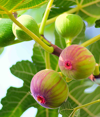 Fig Tree Perfums