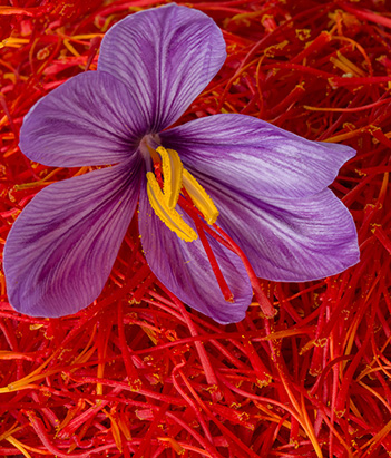 saffron Perfums